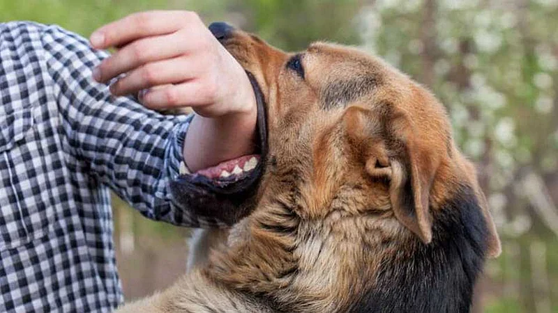 In Shevgaon taluka seven children were bitten by a dog