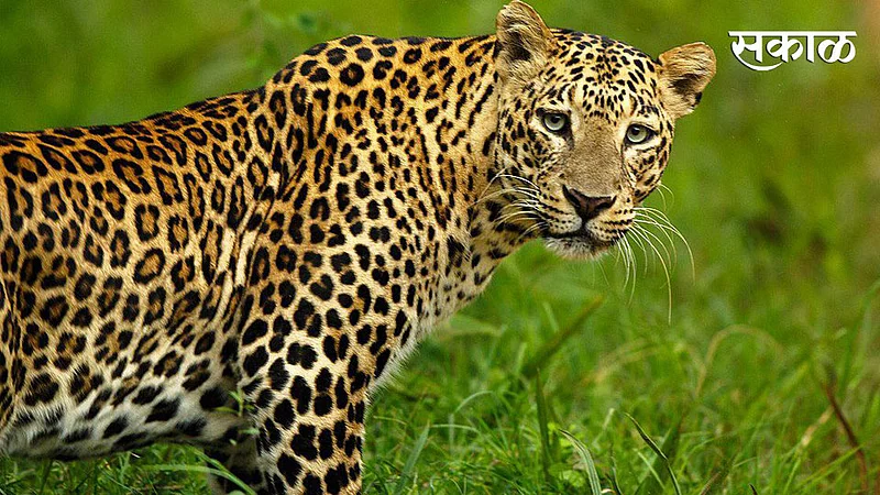 Leopard