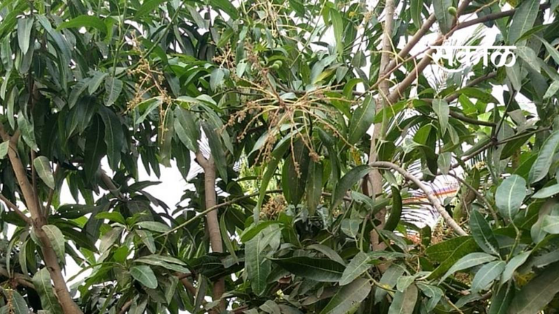Mango Tree