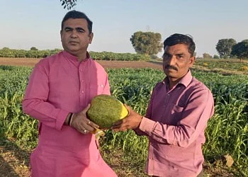 papaya transport