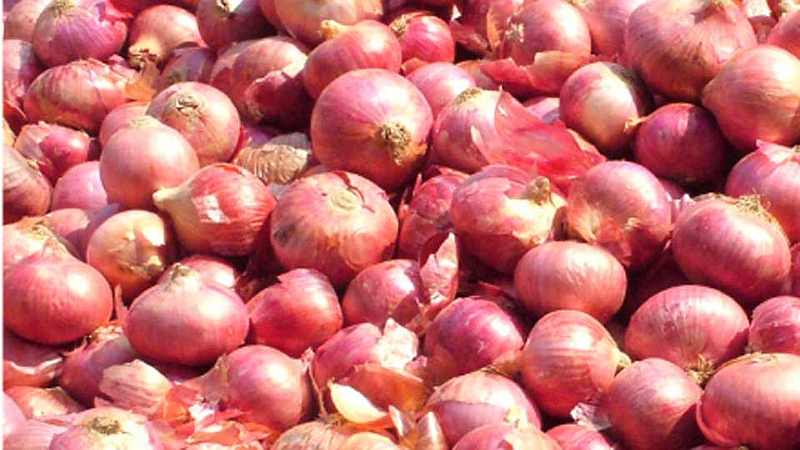onion crop