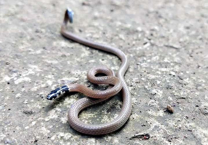 The rare snake found in Sangli