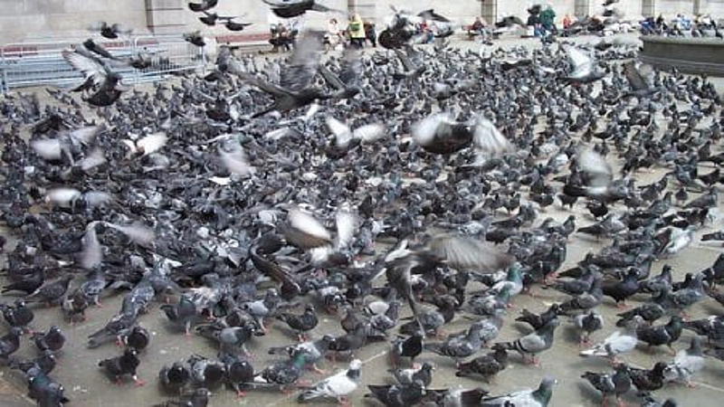 Man in Yavatmal district feeding food to crows from last 15 years