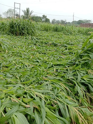 Heavy rain in Karjat taluka on Sunday