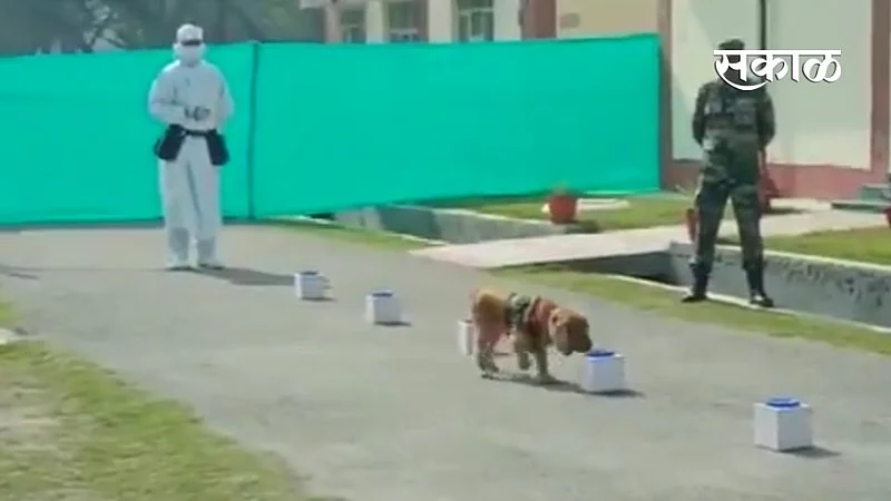 indian army dog covid detection
