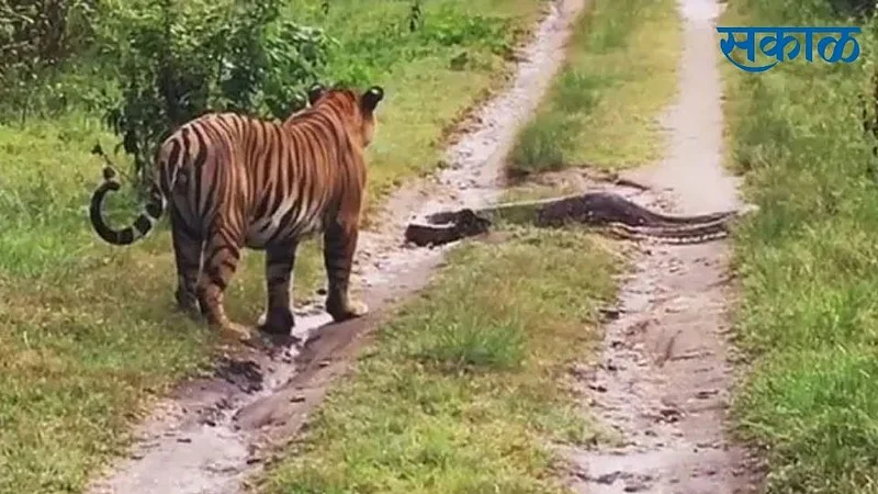 Tiger Vs Python}