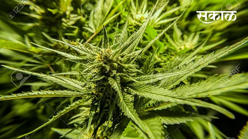 ganja tree}