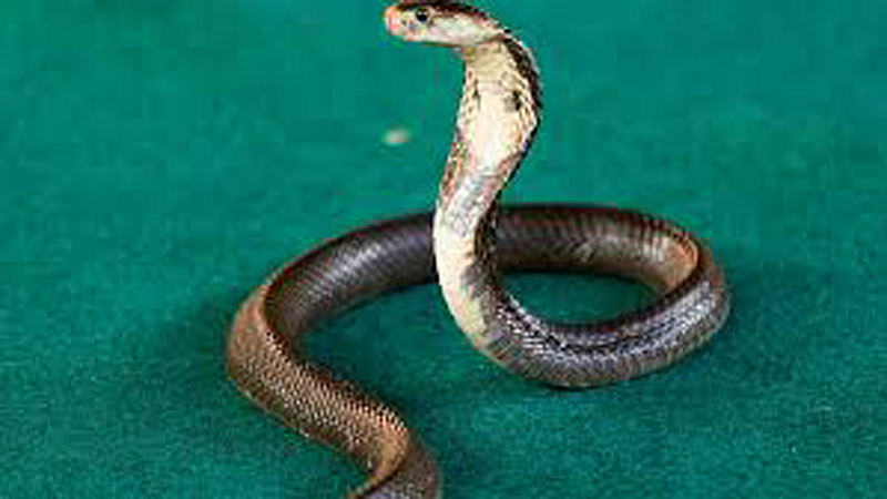 Snake