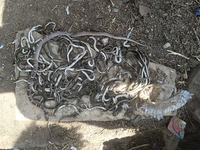 Buldana shocking132 snakes were in buldhana villagers have killed all snakes