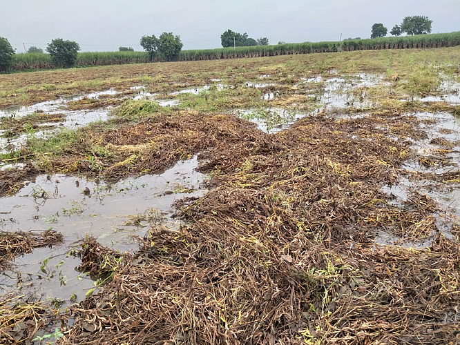 Damage to crops due to heavy rains in Akole taluka
