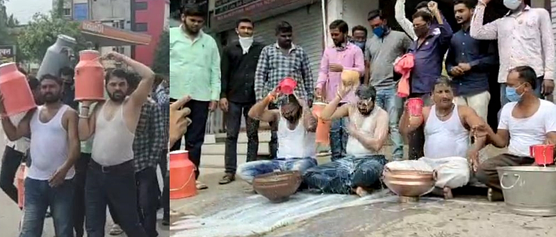 Akola unique movement of self-respect by bathing a pair of oxen with milk, if not noticed, we will also stop food grains.