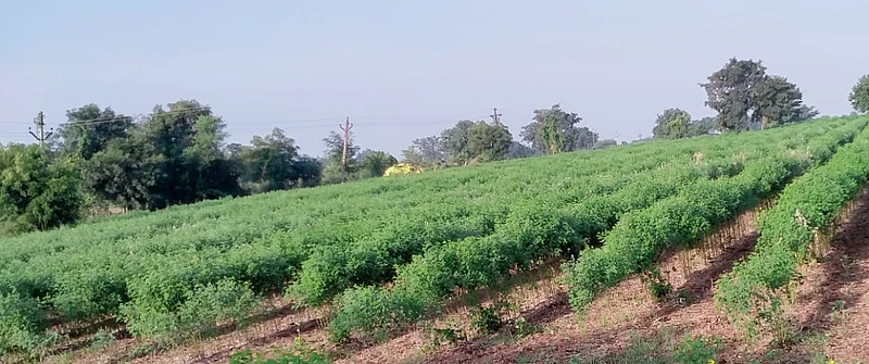The rains in Malegaon have benefited the turi crop.jpg