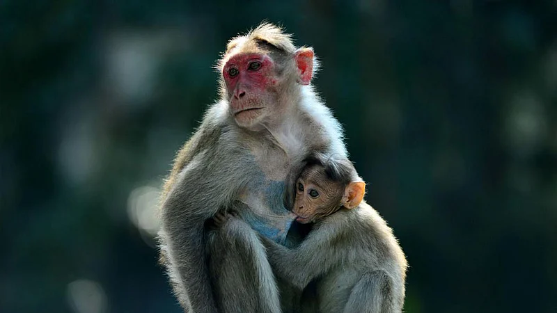 The monkey was hanged in telangana