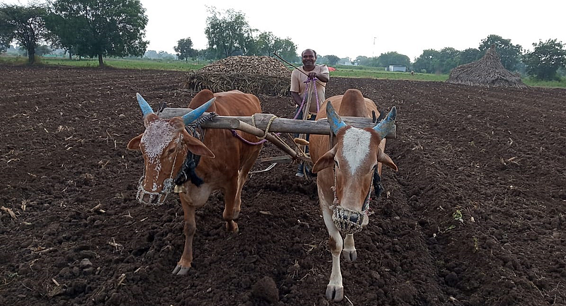 रब्बी पीक