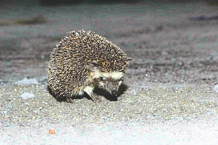 hedgehog