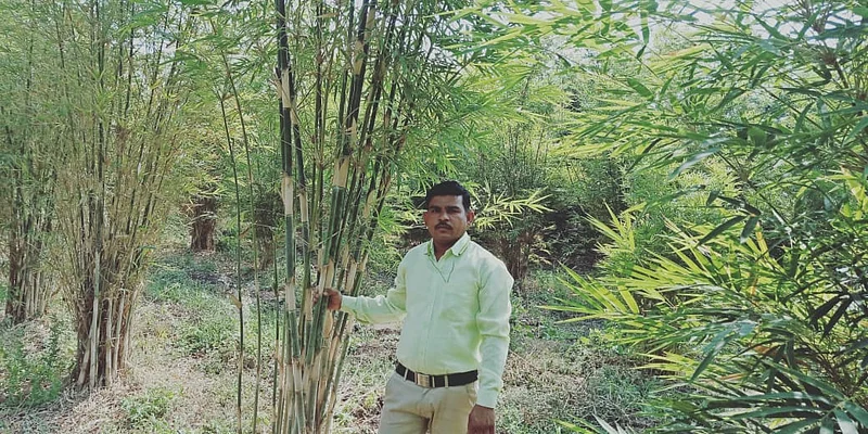 flowering bamboo farming