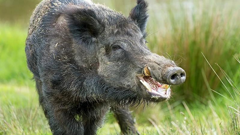 Wild Pigs Attack In Beed District