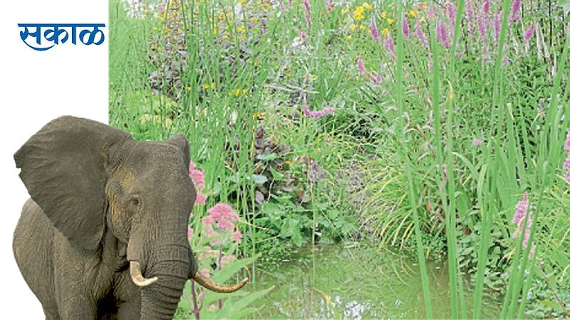 Wild-Animal}