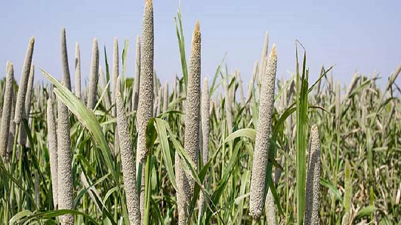 -Bajra-(Millet).jpg