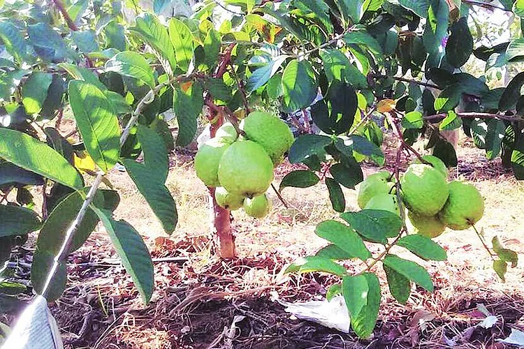 Rebirth of a farmer's orchard in Shirdi