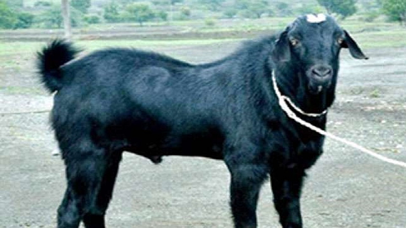 गटारी असूनही मटनाच्या विक्रीत मोठी घट वाचा 'हे' आहे कारण...