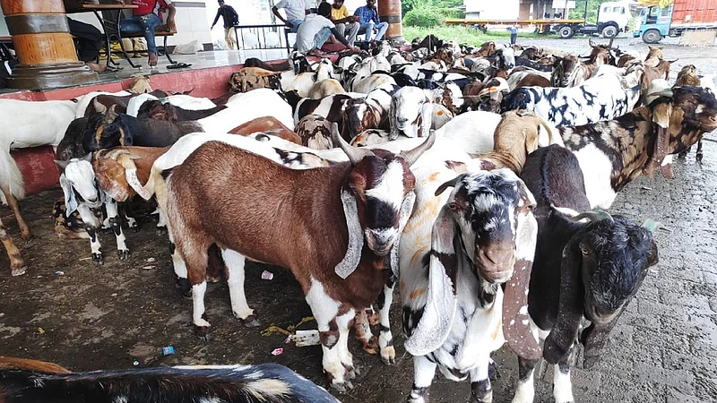 'बकरी ईद'साठी राजस्थानातून बोकड दाखल; मात्र मागणी नसल्याने व्यापाऱ्यांचे नुकसान...