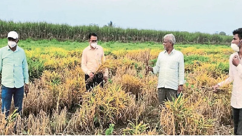 Crop panchnama in Kadegaon taluka in final stage