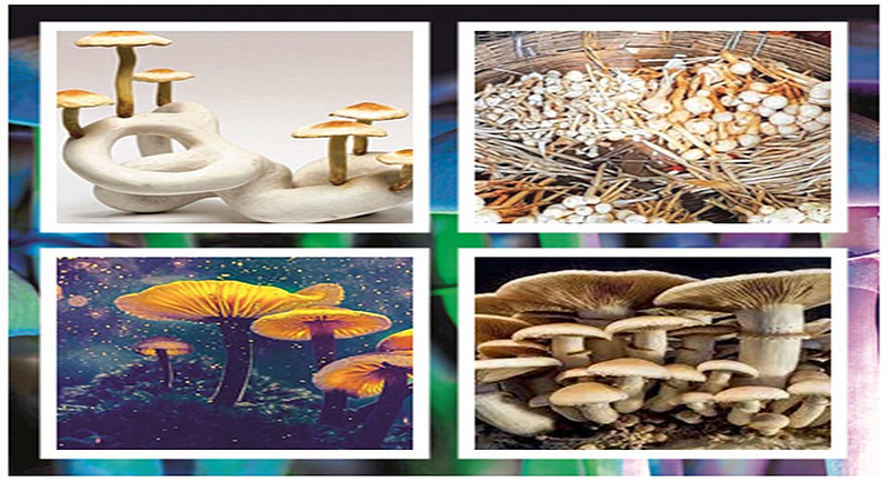 the wild mushroom are very costly