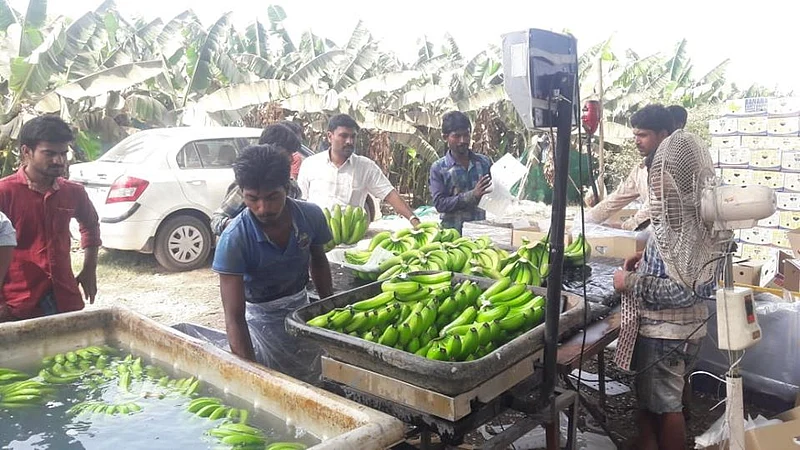 banana