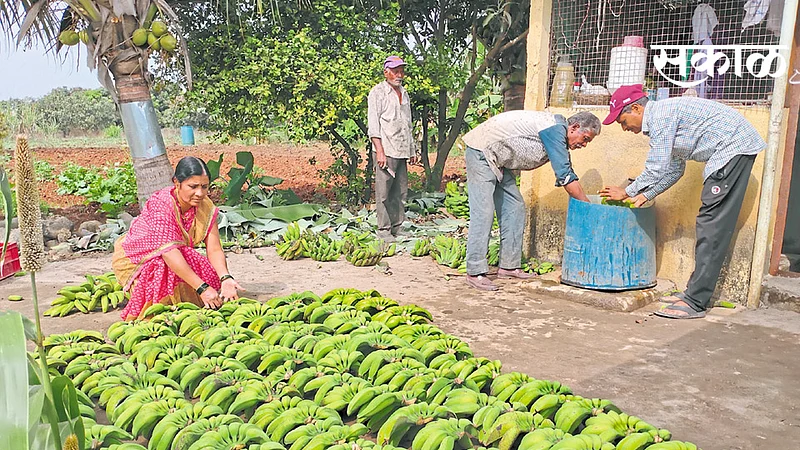 सातारा जिल्ह्यातील पोतेकरांची देशी केळी वर्षभर खातेय भाव