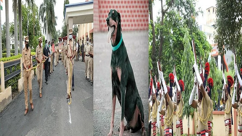 beed dog.jpg