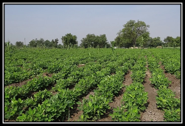Groundnut is growing in Akola