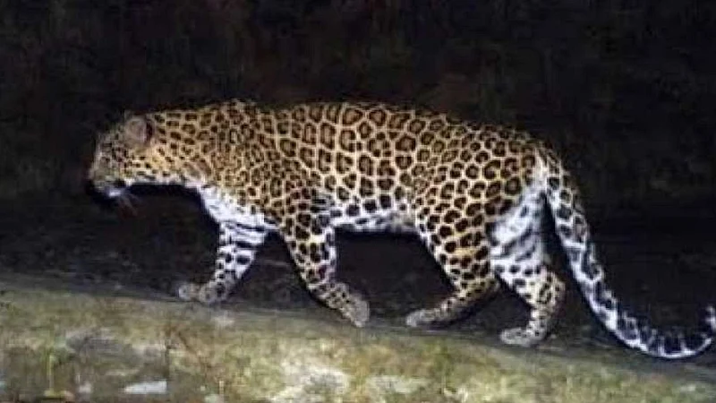 leopard seen in guhagar area also people fear for this news