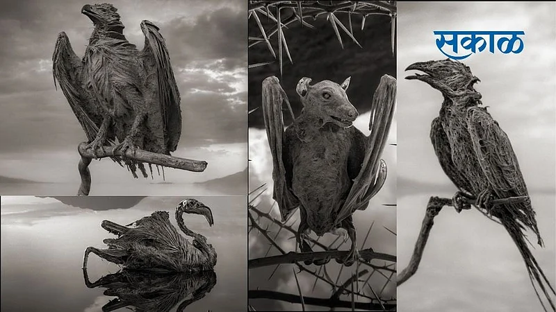 bird