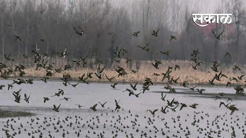 bird flu