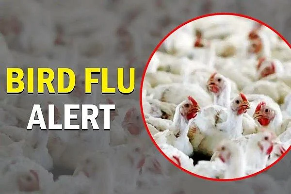 bird-flu}