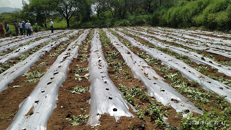 brinjal farm.jpg