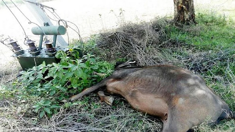 buffalo dies electricity current
