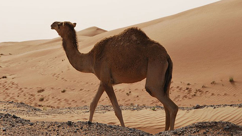 camels