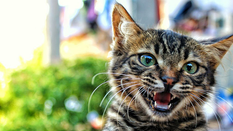 cat