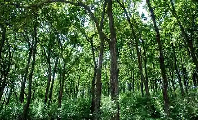 most of officers of forest department not joined yet in chandrapur