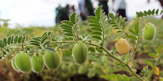 chickpea