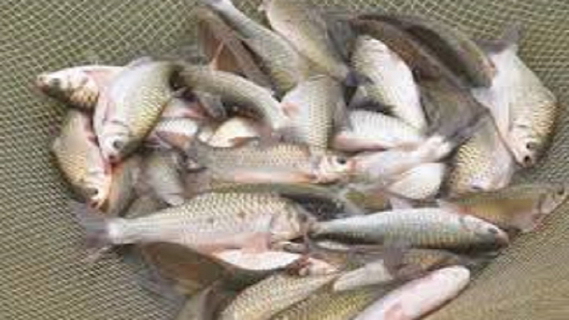 above 100 fishermen found 30 to 35 kg fish in see and happy after long time in ratnagiri