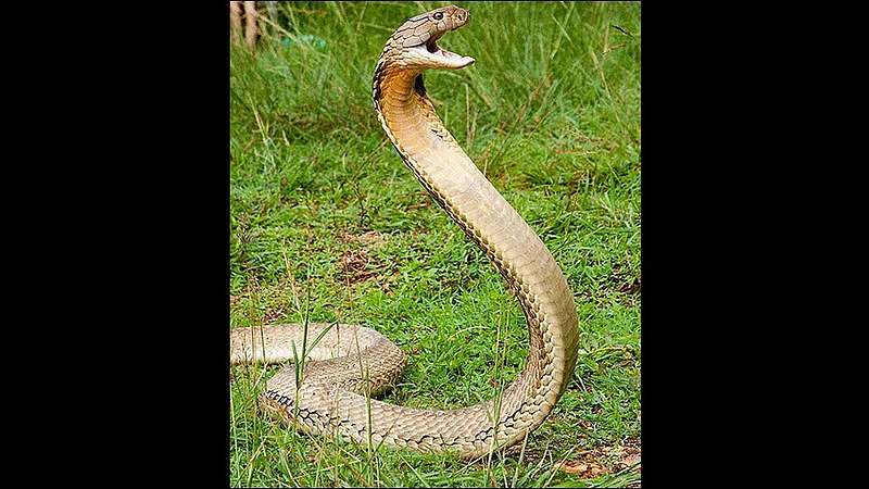 angry naagin angry at killing snake bites 26 people at uttar pradesh