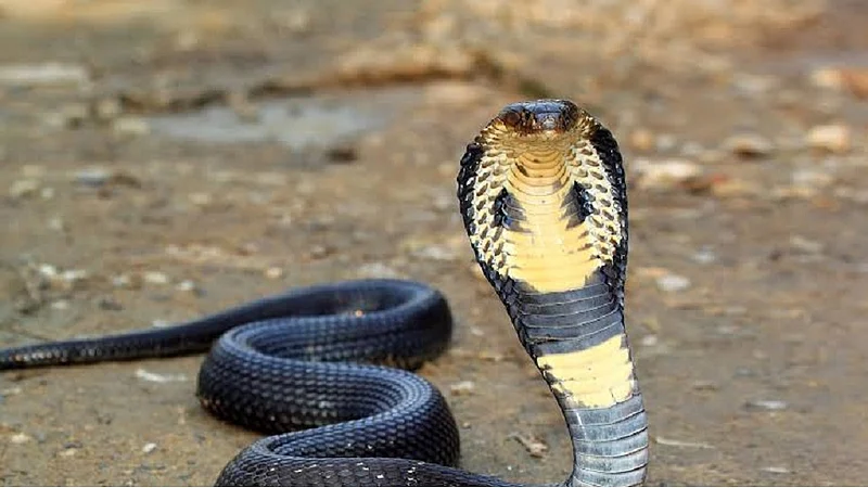 cobra 1111.jpg