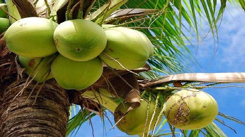coconut 1.jpg