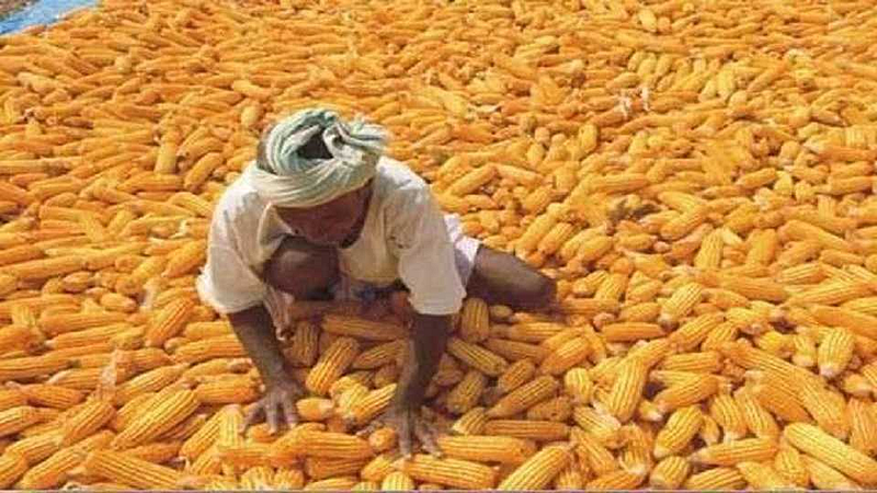 corn kharedi