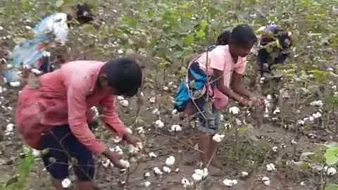 Akola News: I am a farmers son, I earn Rs 19 from cotton !, read the tragic story of farmers