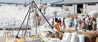 Akola News: Online registration for sale of cotton begins, good response from farmers