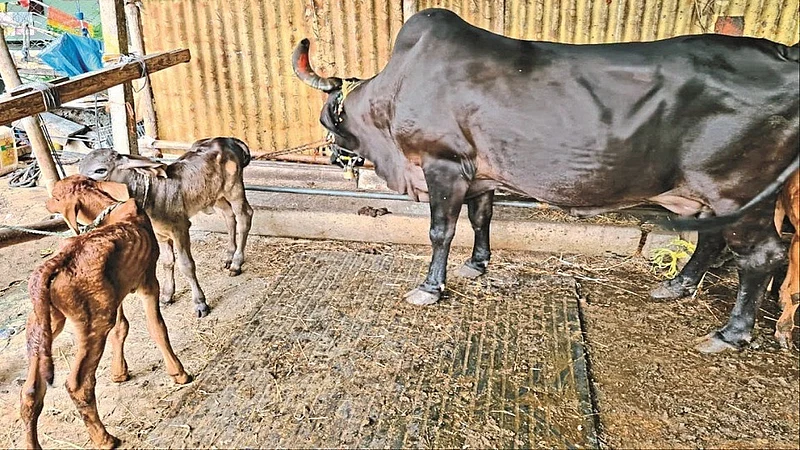 cow gave birth to two calves in a week nashik marathi news.jpg